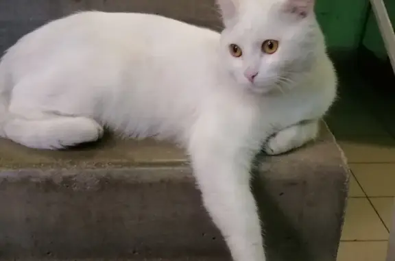 Найден белый котик на Ангарской ул., 4, Москва
