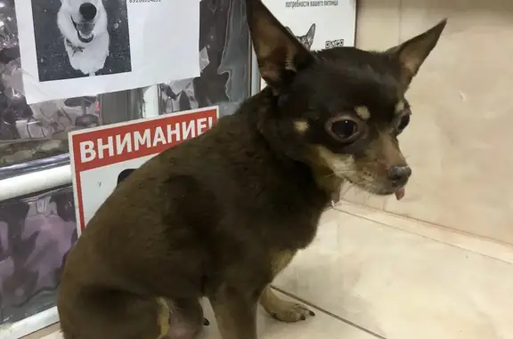 Найдена собака с пупочной грыжей в Москве
