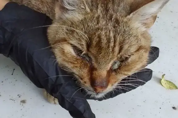 Найдена кошка в ужасном состоянии на остановке Шевченко, Химки