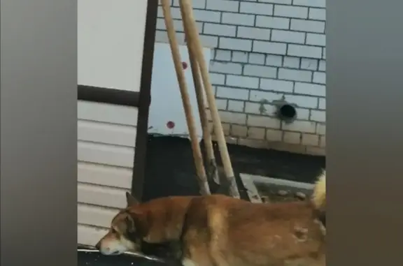 Пропала собака, рыжий окрас, ул. Гагарина, 29, Шахунья