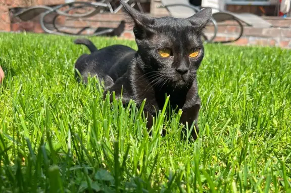 Пропала кошка: черная, глаза янтарные, Тарховский проспект, 20Б