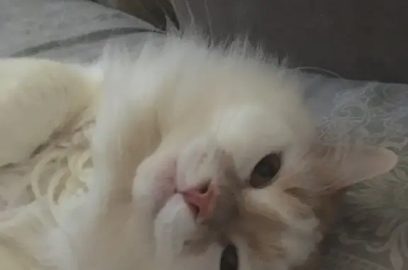 Кошки потеряшки, Семеновское, фото: Потеряшка кошка, Кастрированный кот, Набережная ул., Семёновское