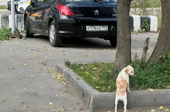 Собака Береговой проезд, 5 к1, Москва - найдена