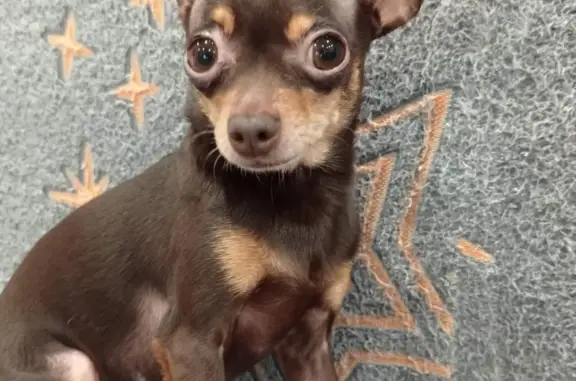 Собаки потеряшки, Чернево, фото: Потеряшка собака в Московской области: Теона, мини тор-терьер