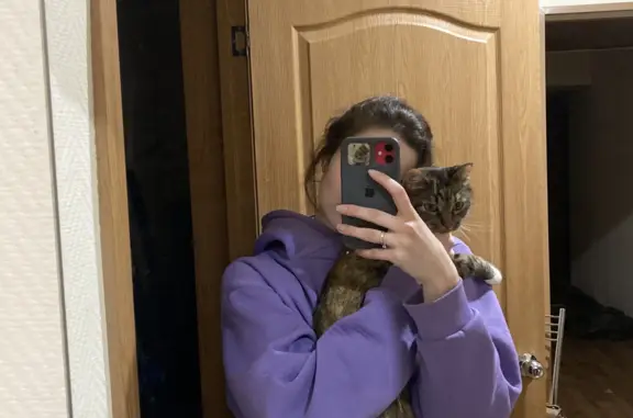 Кошки потеряшки, Санкт-Петербург, фото: Потеряшка кошка на ул. Ярослава Гашека, 26