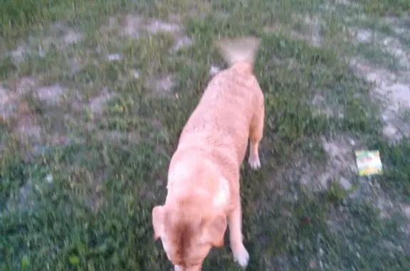 Объявления о пропавших и найденных животных, Московская область, фото: Найден бежевый Лабрадор в Московской области