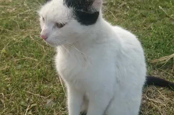 Ласковая кошка найдена в Большемонокском сельсовете, Республика Хакасия