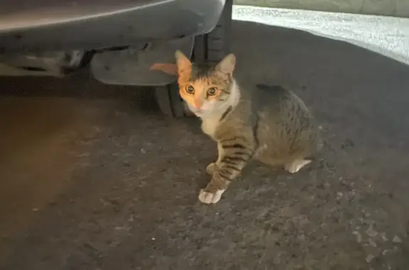 Кошка найдена на ул. Мамина-Сибиряка, 132, Екатеринбург