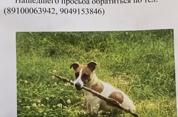 Собаки потеряшки, Нижний Новгород, фото: Потеряшка собака Гектор, ул. Сергея Акимова, 8, Н. Новгород