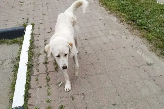 Найдена собака на Первомайской, Электросталь