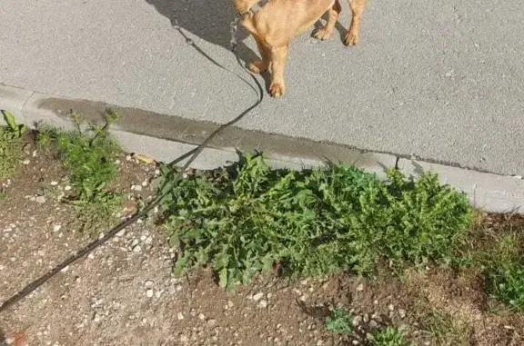 Собака Кобель найдена в Новосибирске, ищем хозяев