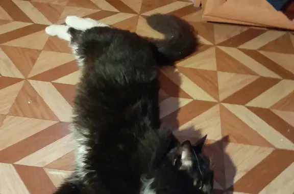 Найден пушистый черный кот с белой грудкой