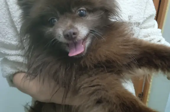 Собака Шпиц найдена на ул. Леонова, 20, Кемерово