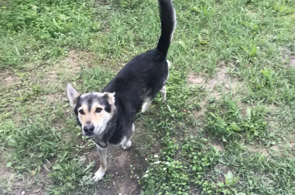 Найдена собака с цепью в Пудомягском сельском поселении