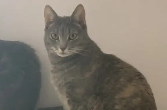 Кошки потеряшки, Санкт-Петербург, фото: Потеряшка кошка Марфа, Коломенская ул. 41-43, СПб