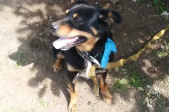 Собака Кабель найдена на улице Дачная, Благовещенск