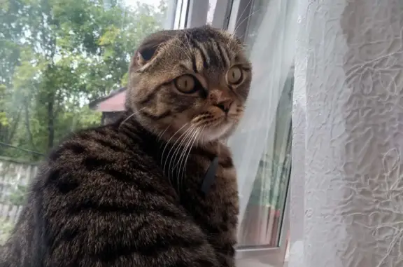 Пропала кошка Шотландская вислоухий кот 3 года, Гончарова, 48, Сарапул