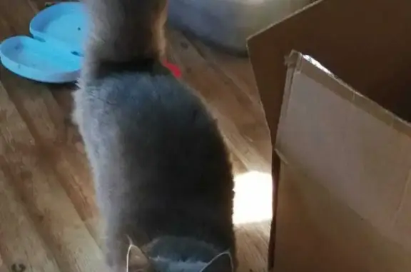 Найдена кошка в Московской области
