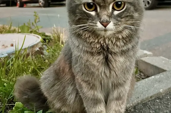 Найдена красивая кошка, Каширское шоссе, Московская область