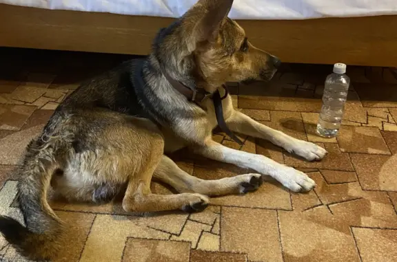 Найдена собака на ул. Защитников Кавказа