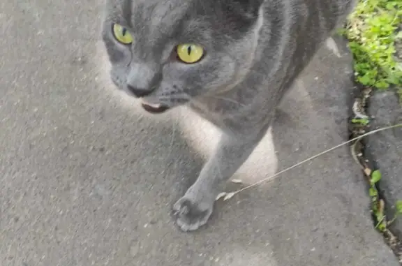 Найден домашний кот, ул. Конёнкова, 12, Москва