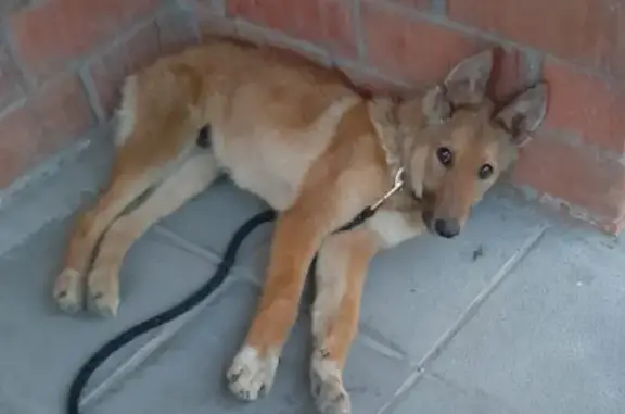 Найдена собака 9.07.2023 на Дружининской улице, Екатеринбург