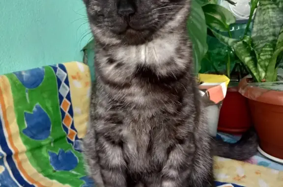 Кошки потеряшки, Киров, фото: Потеряшка кошка Мальчик, ул. Кирова, 61, Киров