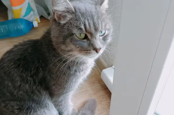 Найдена кошка на Молодёжном пр-те, Кемерово