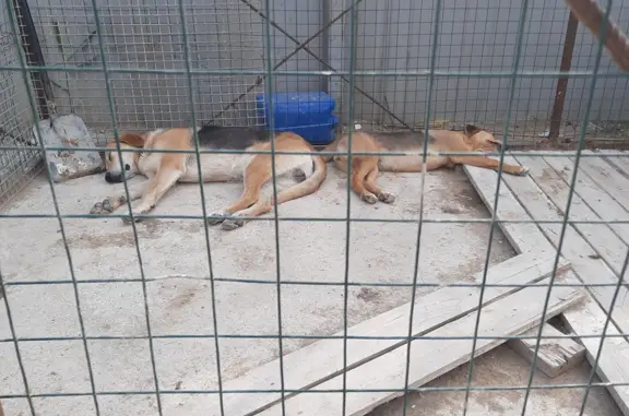 Пропала щенок Русской гончей в Заневском, Ленинградская область