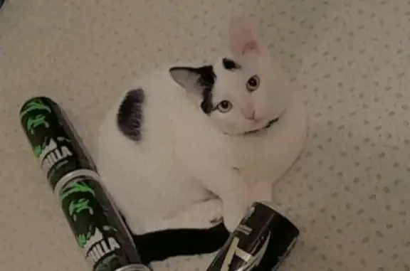 Кошки потеряшки, Набережные Челны, фото: Потеряшка кот Лёва, бело-черный окрас, Набережные Челны