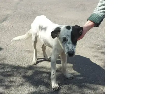 Найдена собака, Санкт-Петербург, фото: Найдена собака на Петроградской стороне, ул. Барочная, д. 2