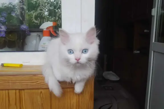 Кошки потеряшки, Набережные Челны, фото: Потеряшка кошка, белый окрас, возраст 5 мес. Помогите найти! 47/19, Наб. Челны