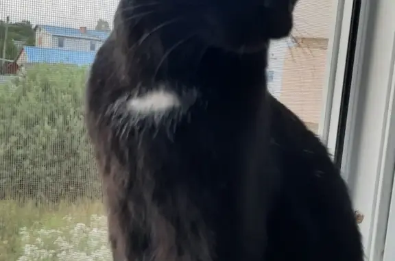 Кошки потеряшки, Ярославль, фото: Потеряшка кошка Черный с белым галстуком, 7 лет.