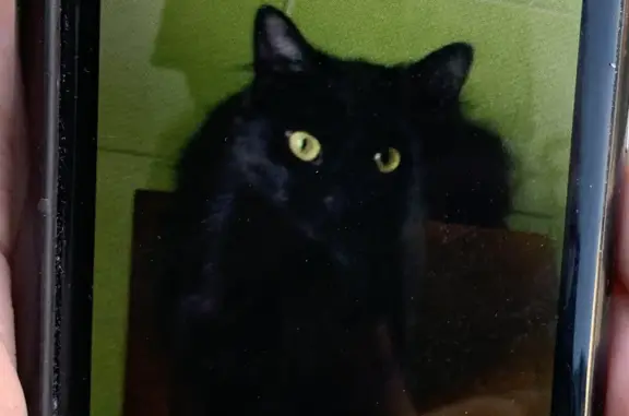 Кошки потеряшки, Санкт-Петербург, фото: Потеряшка кошка Кошка Пука, ул. Партизана Германа, 26 к2, СПб