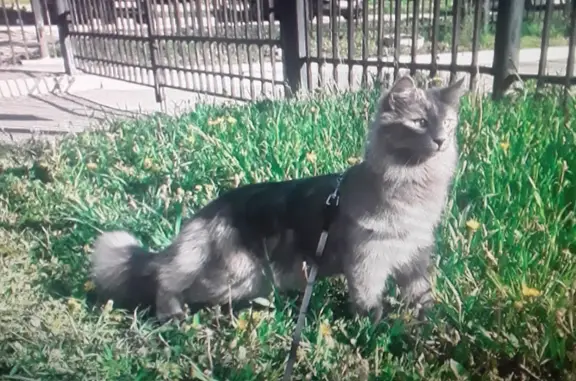 Пропала кошка Клёпа, адрес: баумана 190, Иркутская область