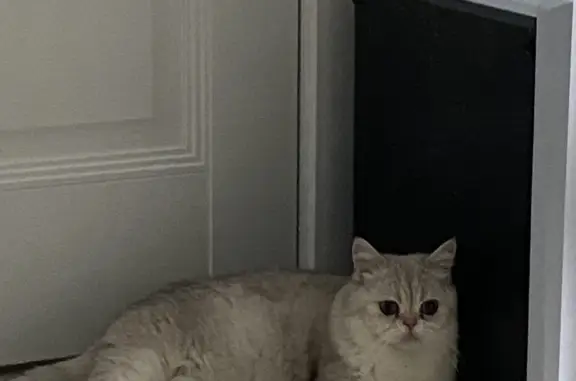 Найдена кошка: ул. Миронова, 47, Воронеж
