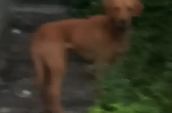 Найдена голодная собака на Голубинской улице, Москва