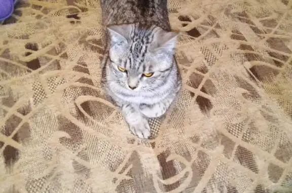 Кошки потеряшки, Санкт-Петербург, фото: Потеряшка кошка Соня, ул. Варвары Петровой, 8