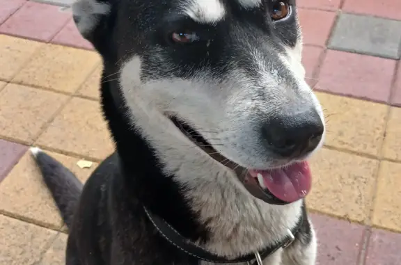 Собака найдена на Депутатской улице, Сочи
