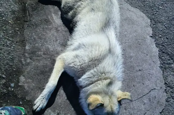 Собака найдена в районе Фрунзе, 228, Томск