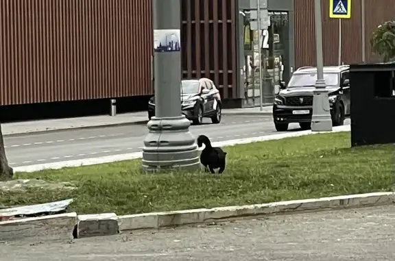 Собака Мальчик найдена на Велозаводской ул., 13 с1, Москва