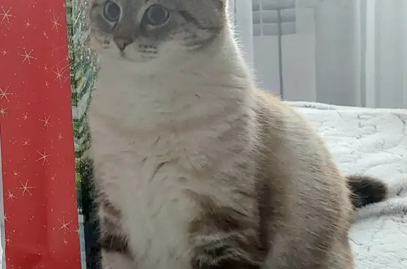 Потерянные животные Тамбов, фото: Пропала кошка на ул. Рылеева, 86, Тамбов