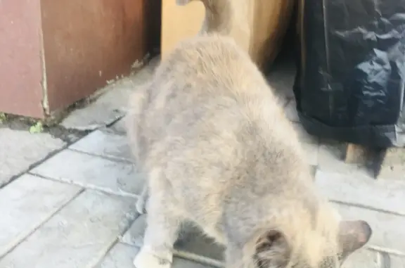 Голодная и ласковая кошка на Прудской улице