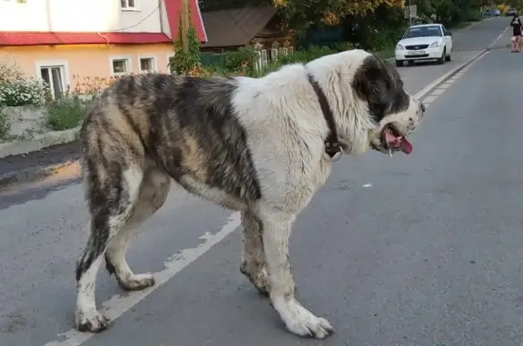 Найдена собака в Саратове, Кировский район, Агрономический проезд