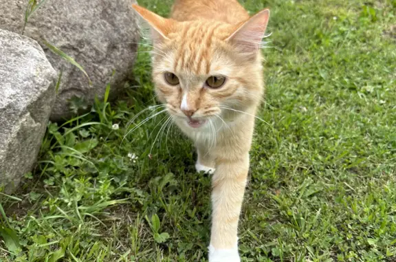 Найден рыжий кот на Петровской улице