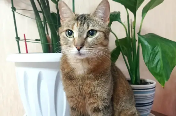 Найдена кошка на Батыршина, Казань. Срочно нужен дом!