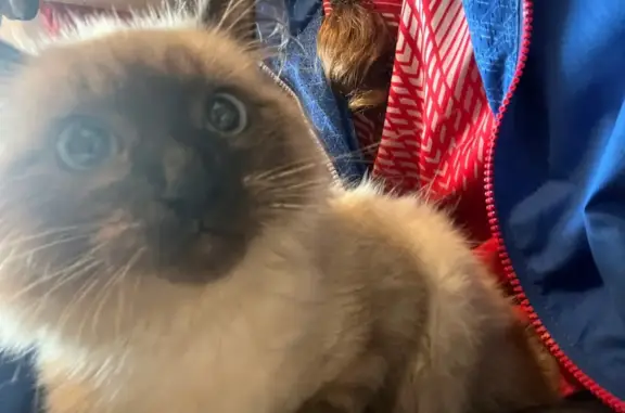 Найдены кошка и котенок сиамской породы в Нижегородской области