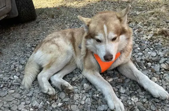 Пропала собака Рыжий окрас, Кольцевая улица, 31