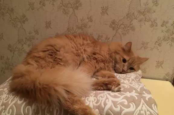 Пропала кошка в Ноябрьске, проспект Мира, 4