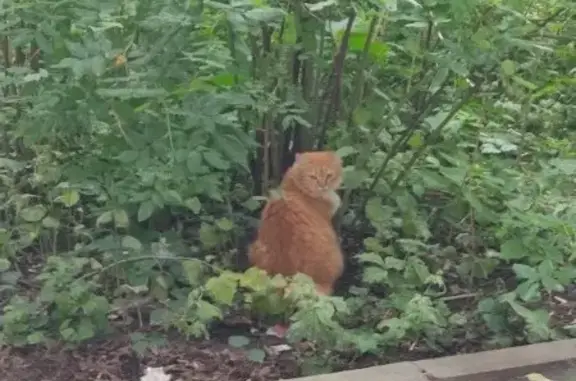 Кот/кошка найдены на Планерной ул., 16, Москва